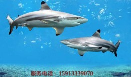 《鲨鱼》全集在线观看,深海猎杀的惊心动魄全纪录